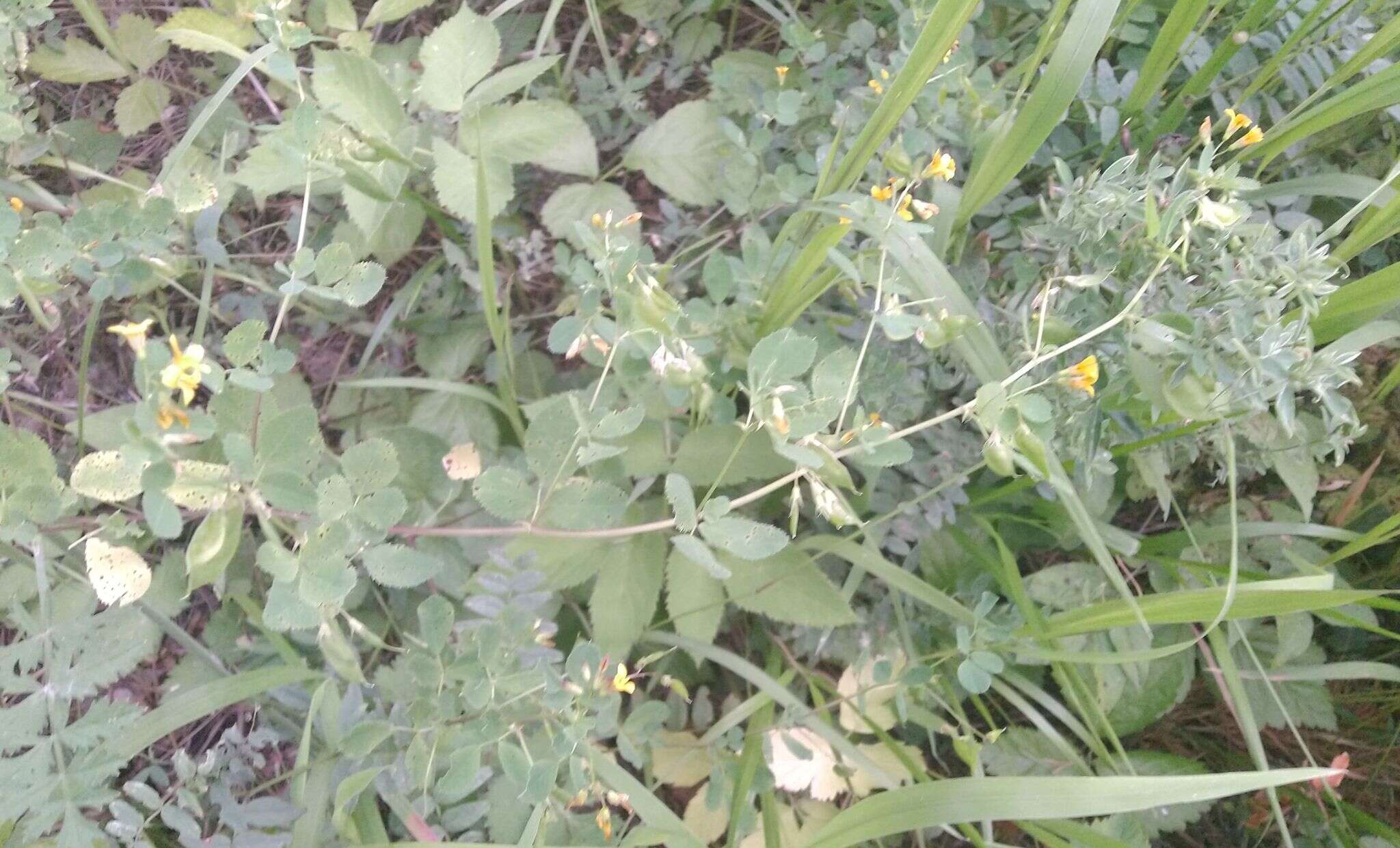 Plancia ëd Medicago platycarpa (L.) Trautv.