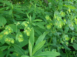 Image of Darlington's Glade Spurge