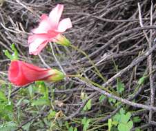 Image of Oxalis marlothii Schlechter ex Knuth