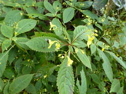 Image de Impatiens racemosa DC.