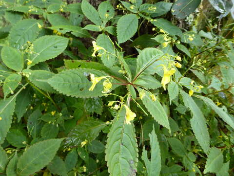 Image of Impatiens racemosa DC.