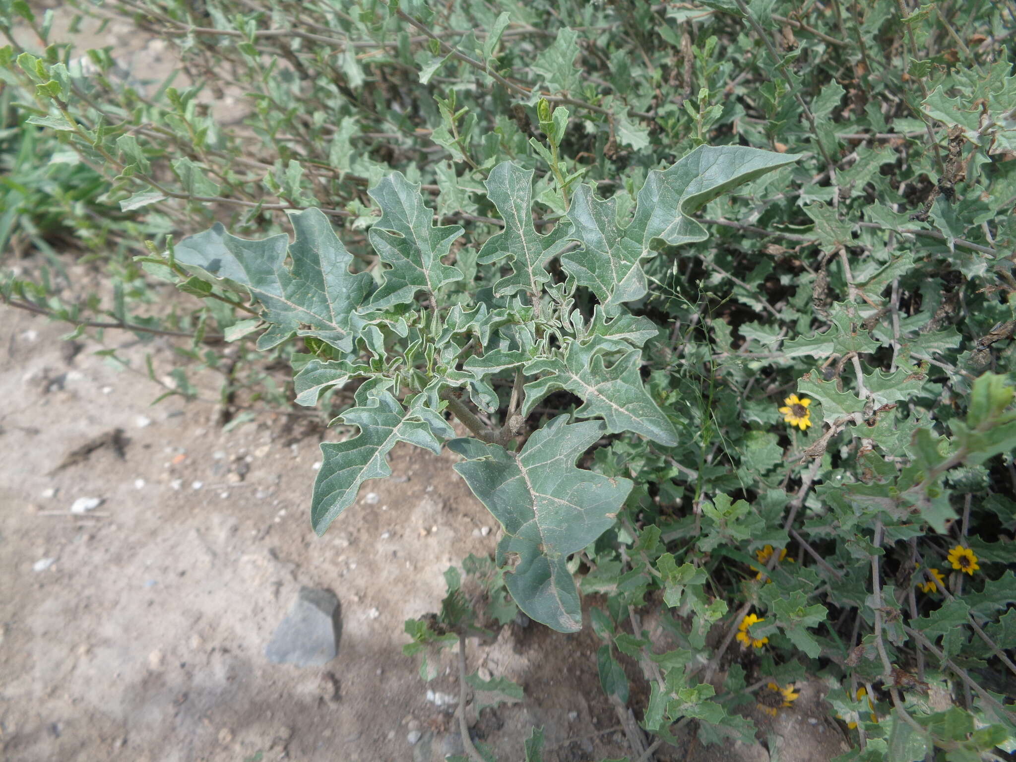 Image of Chinese thorn-apple