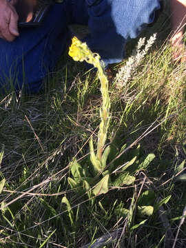 Image of lambstongue ragwort