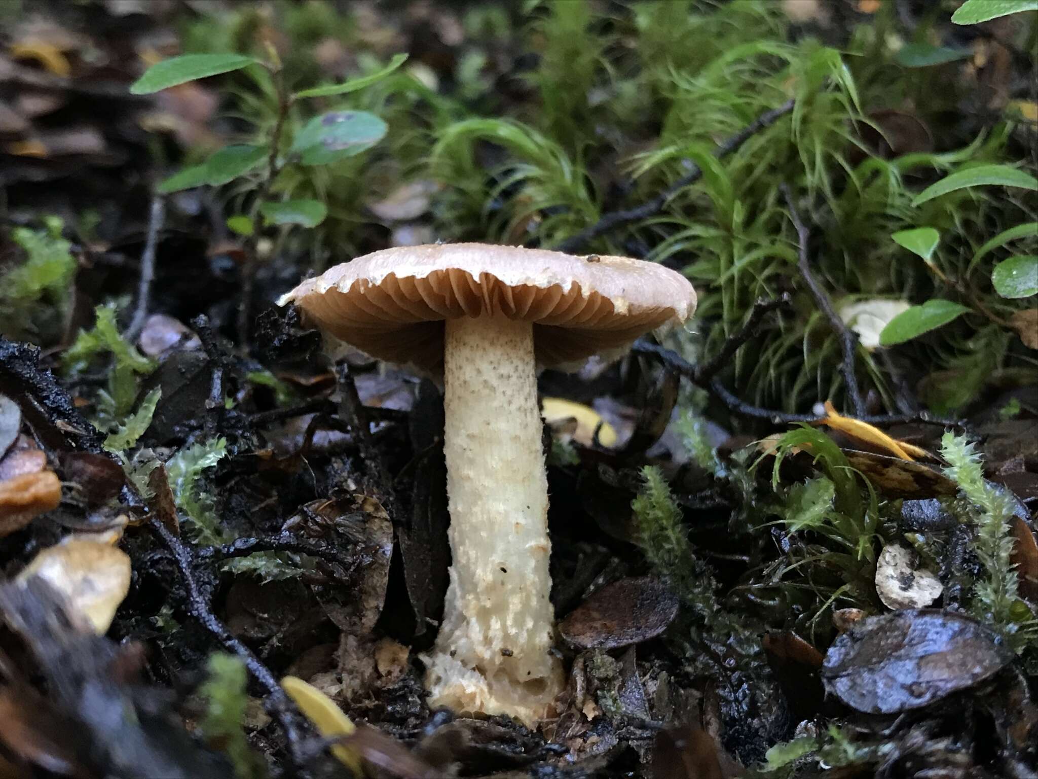 Image of Cortinarius alboroseus (R. Heim) Peintner, E. Horak, M. M. Moser & Vilgalys 2002