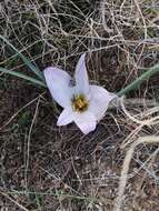 Image of Colchicum melanthioides subsp. melanthioides