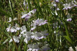 صورة Collinsia heterophylla Buist ex Graham