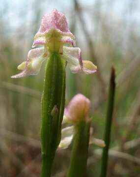 Image of Disperis concinna Schltr.