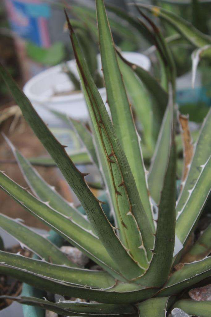 Image of Agave funkiana K. Koch & C. D. Bouché