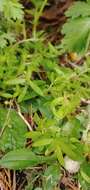 Image of stringy stonecrop