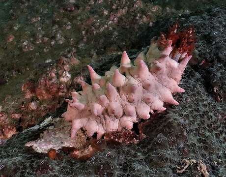 Image of Colochirus quadrangularis Troschel 1846