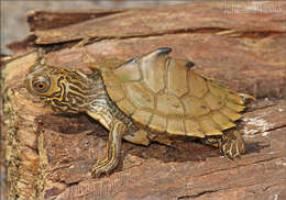 Image of Barbour's Map Turtle