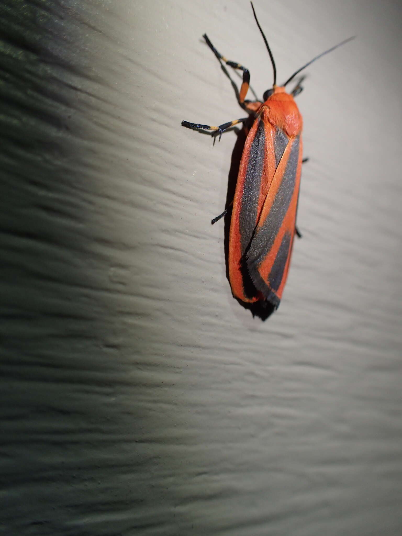 Image of Scarlet-winged Lichen Moth