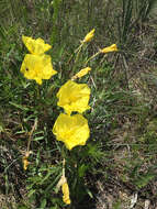 Oenothera macrocarpa Nutt. resmi