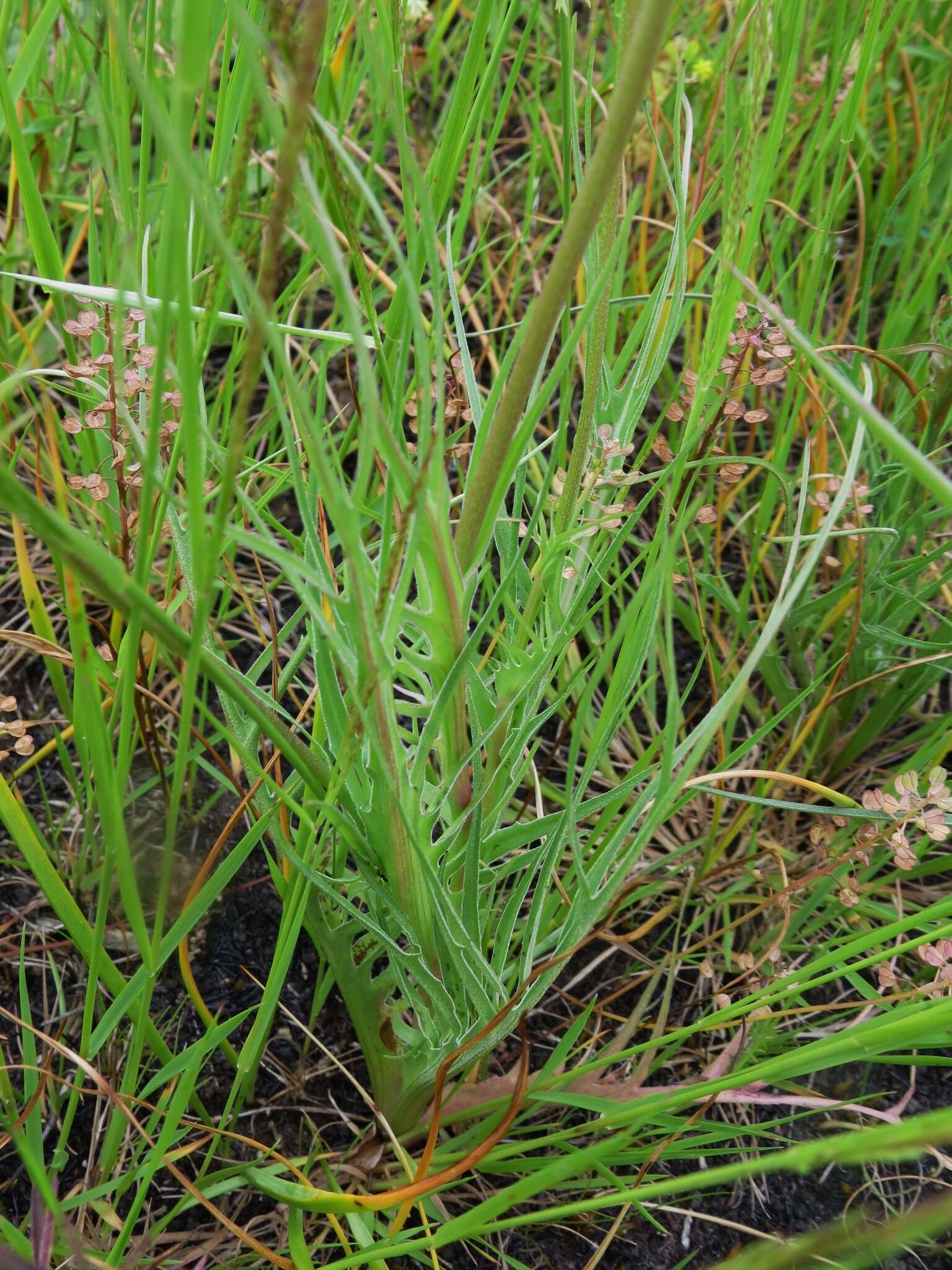 Image of cutleaf silverpuffs