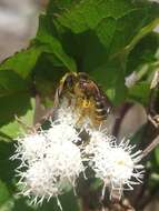 Image of Halictus frontalis Smith 1853