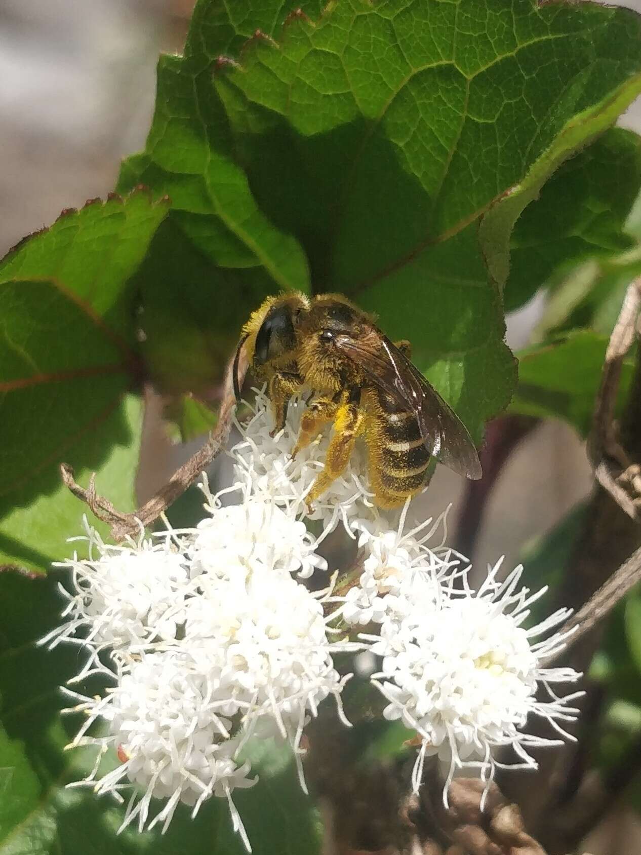 Image of Halictus frontalis Smith 1853