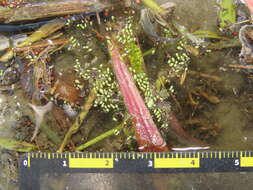 Image of Asian watermeal