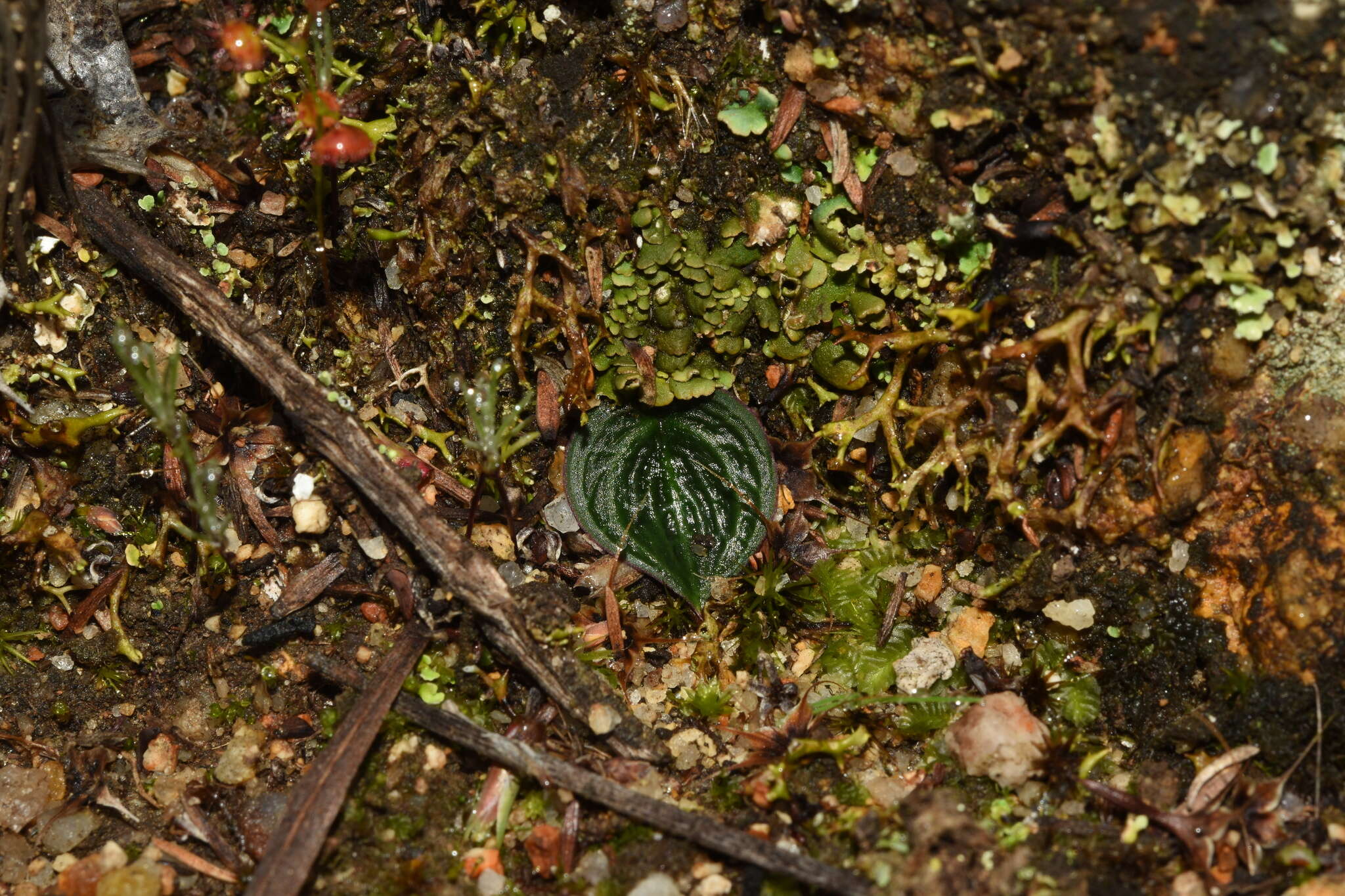 Eriochilus scaber subsp. scaber的圖片