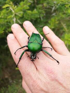 Image de Coryphocerina