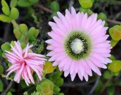 Imagem de Drosanthemum speciosum (Haw.) Schwant.