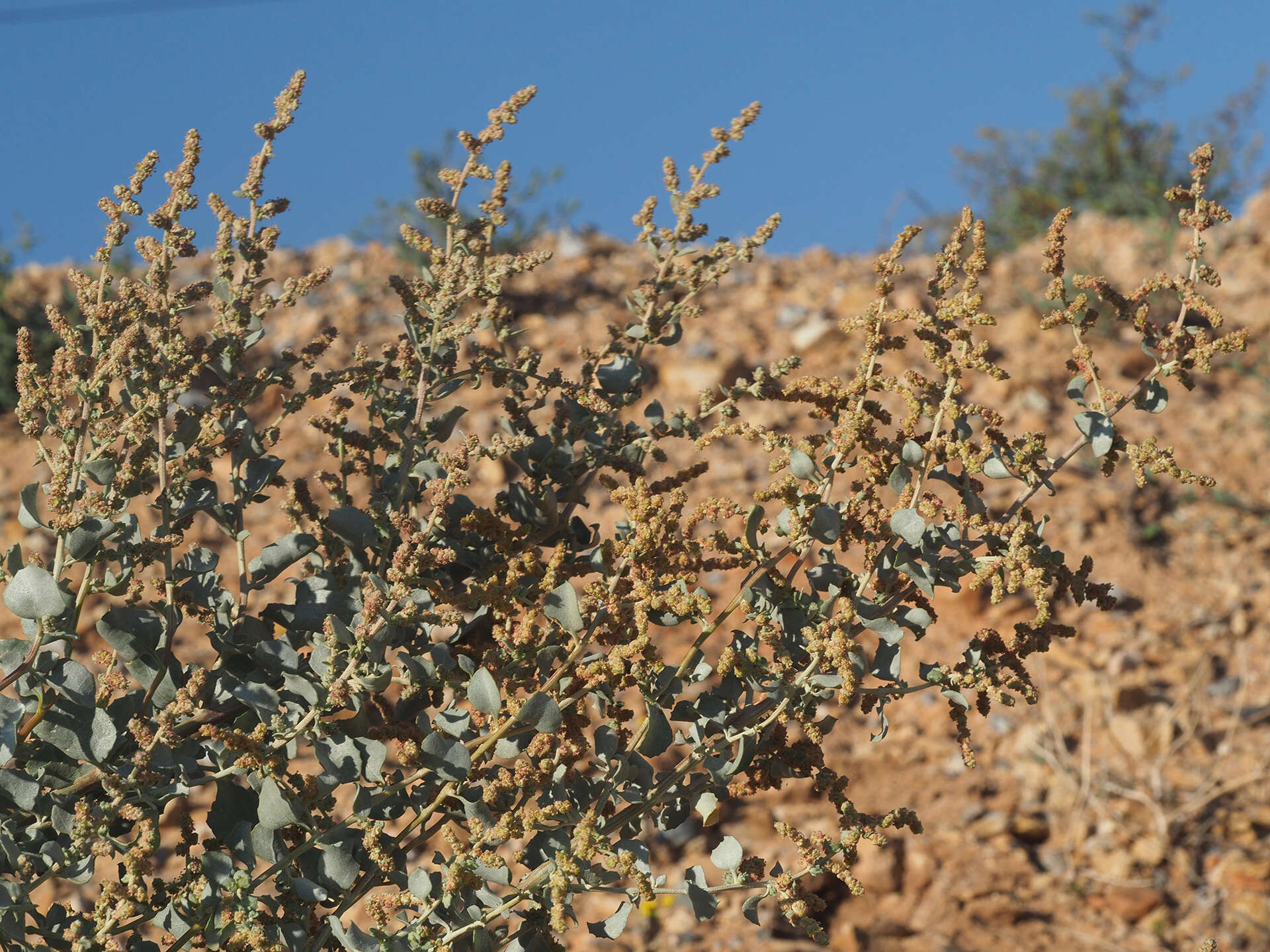 Image of bluegreen saltbush