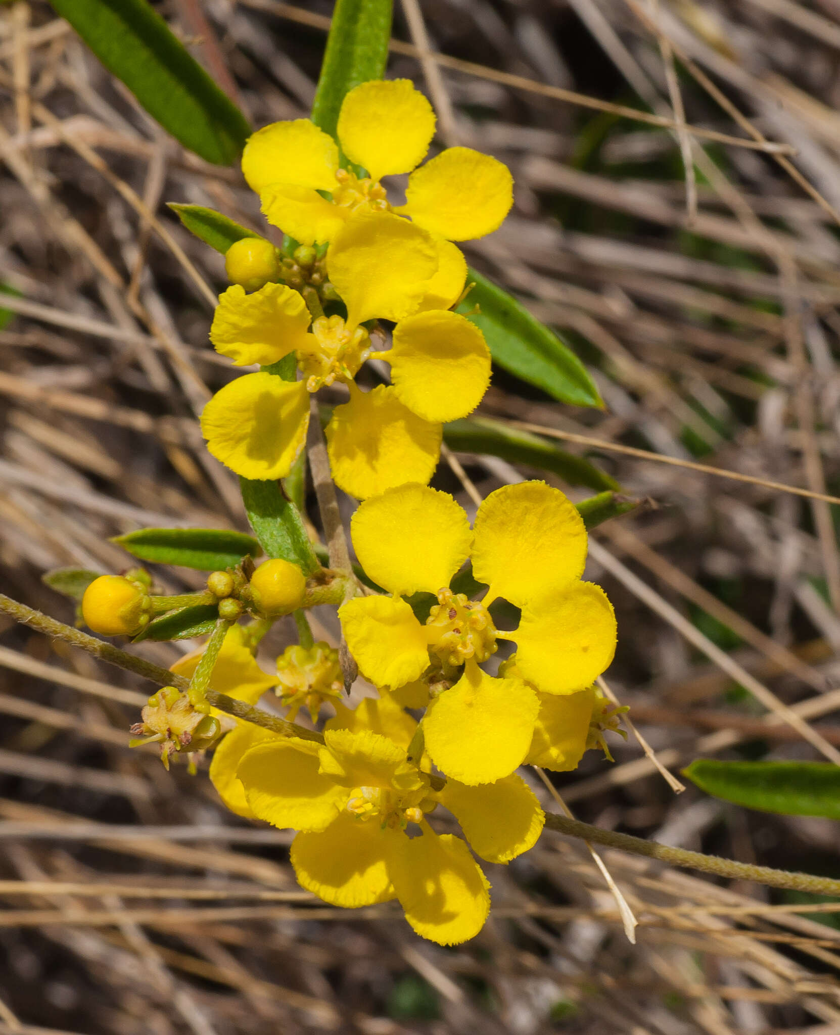 Image of heartleaf Amazonvine