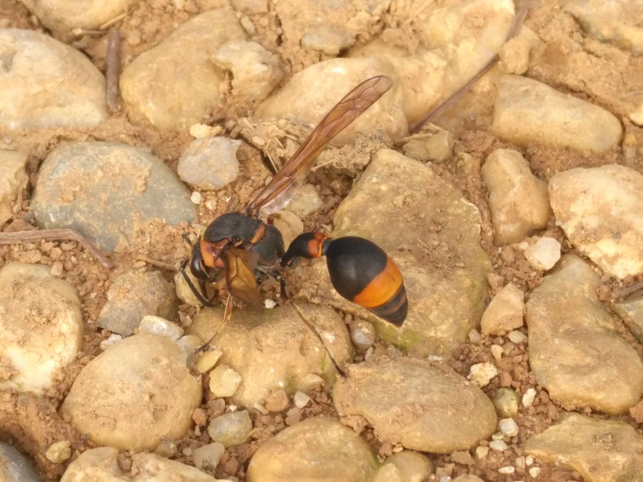 Слика од Oreumenes decoratus (Smith 1852)