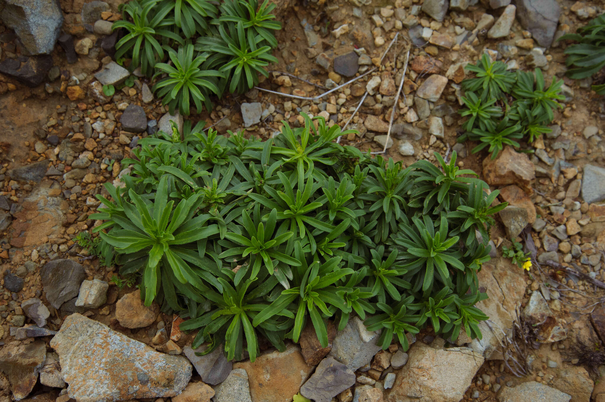 Heteropappus ciliosus (Turcz.) Y. Ling的圖片