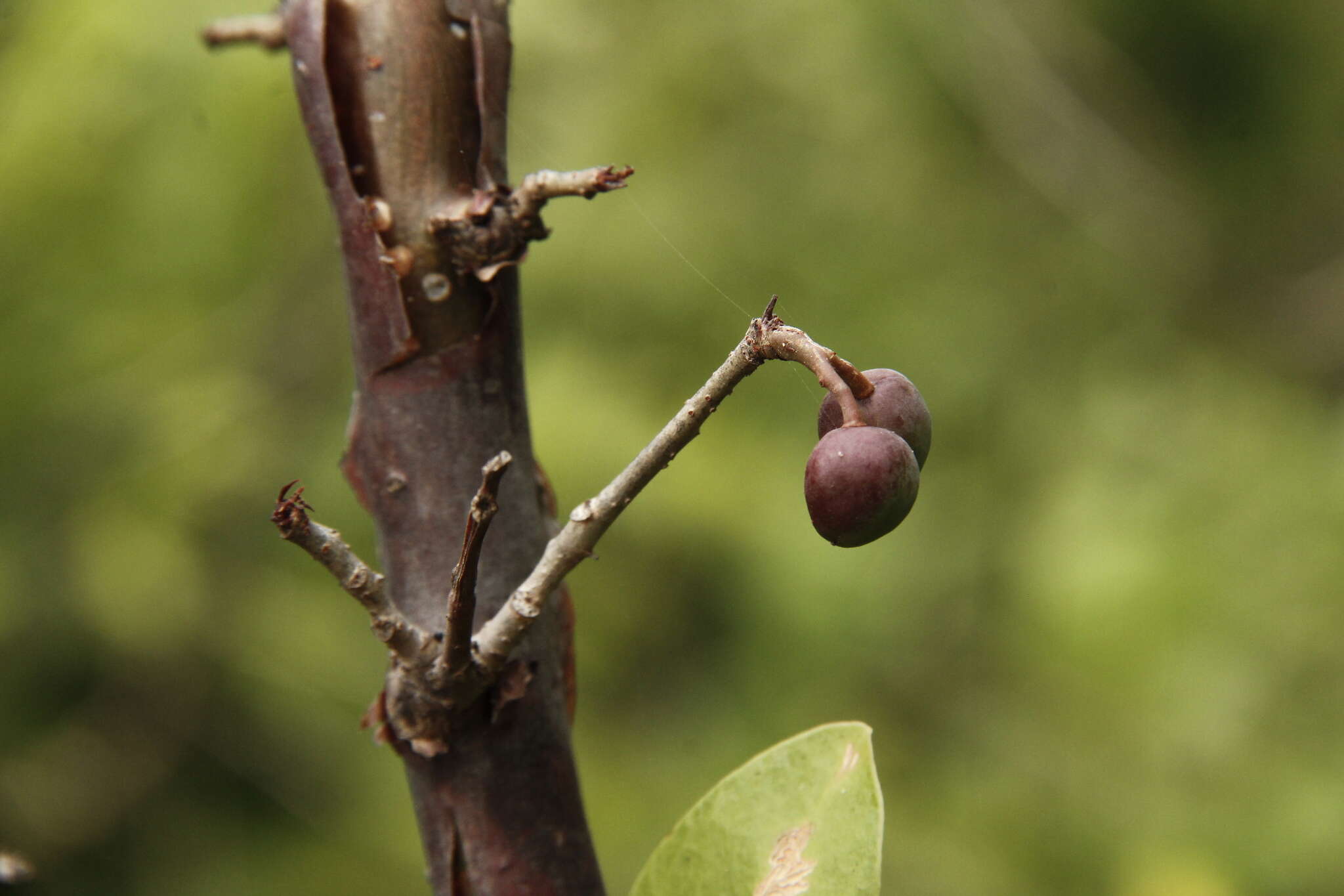 Image of Bursera instabilis Mc Vaugh & Rzedowski