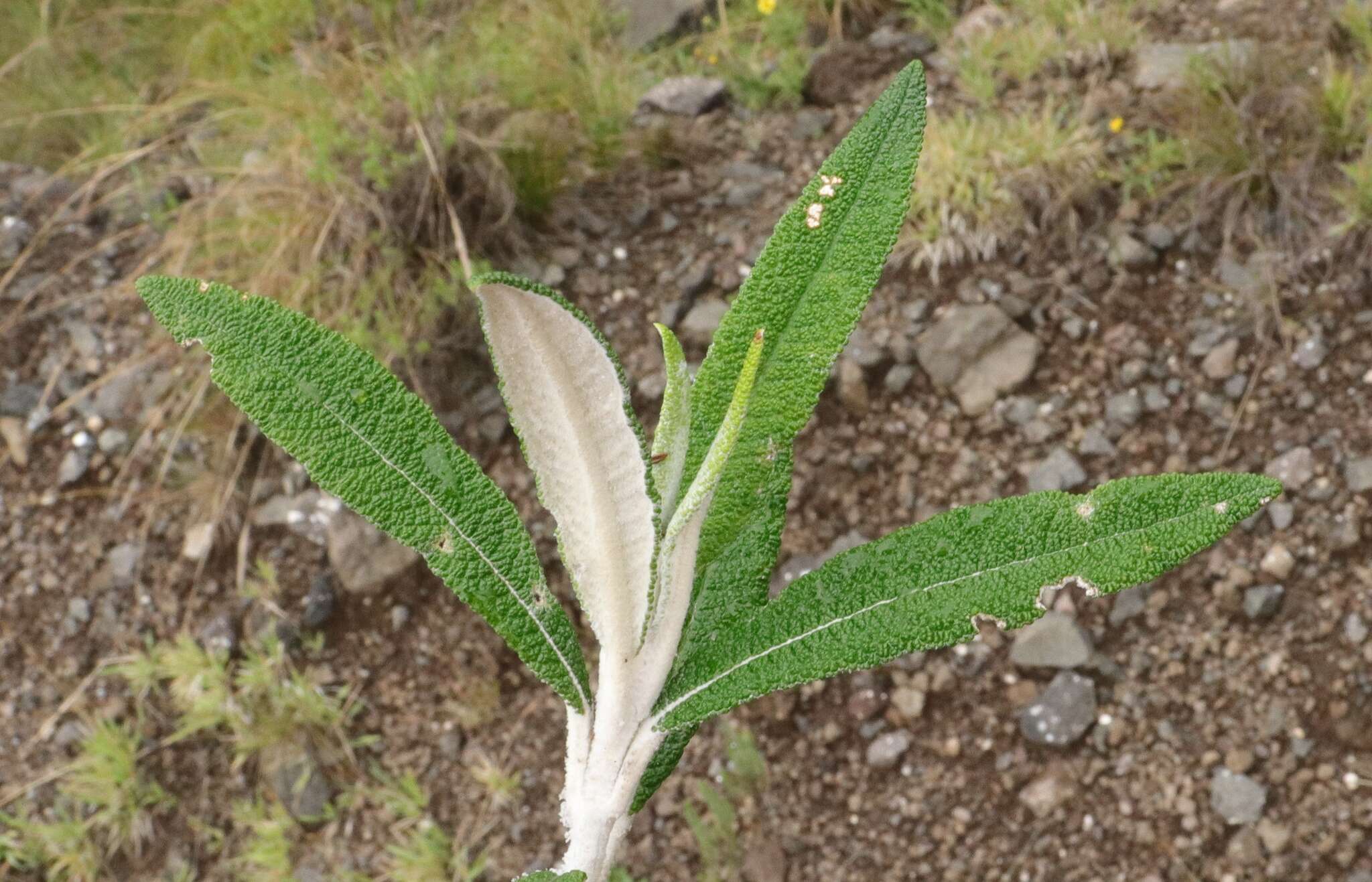 Image of Buddleja loricata Leeuwenberg