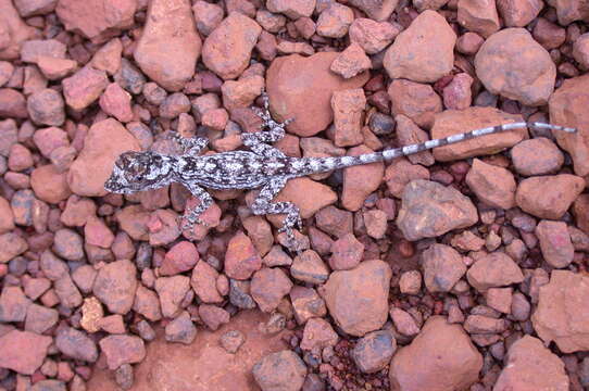 Image of Anolis ortonii Cope 1868