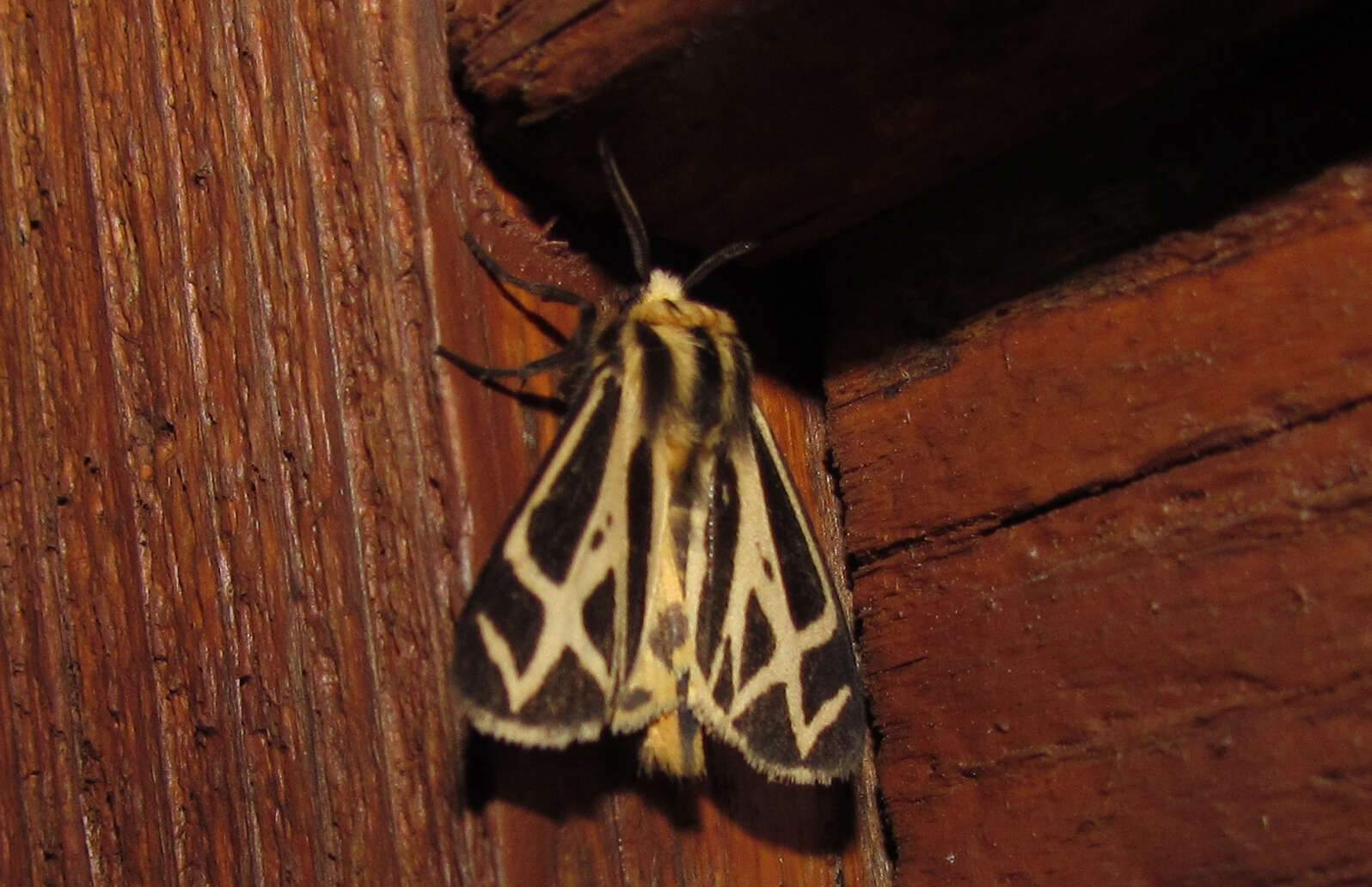 Image of Carlotta's Tiger Moth