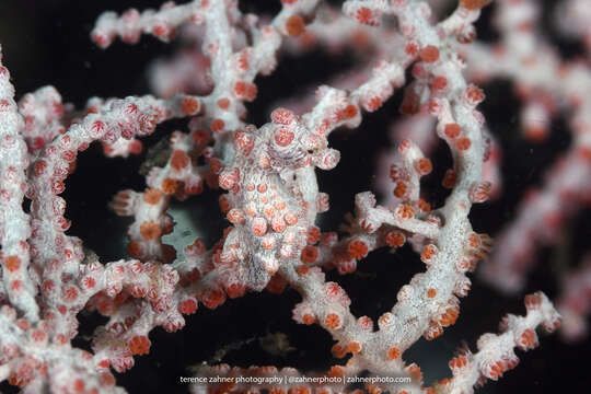 Image of Bargibant's Seahorse