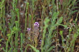 Image of denseflower Indian paintbrush