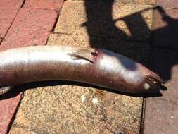 Image of African longfin eel