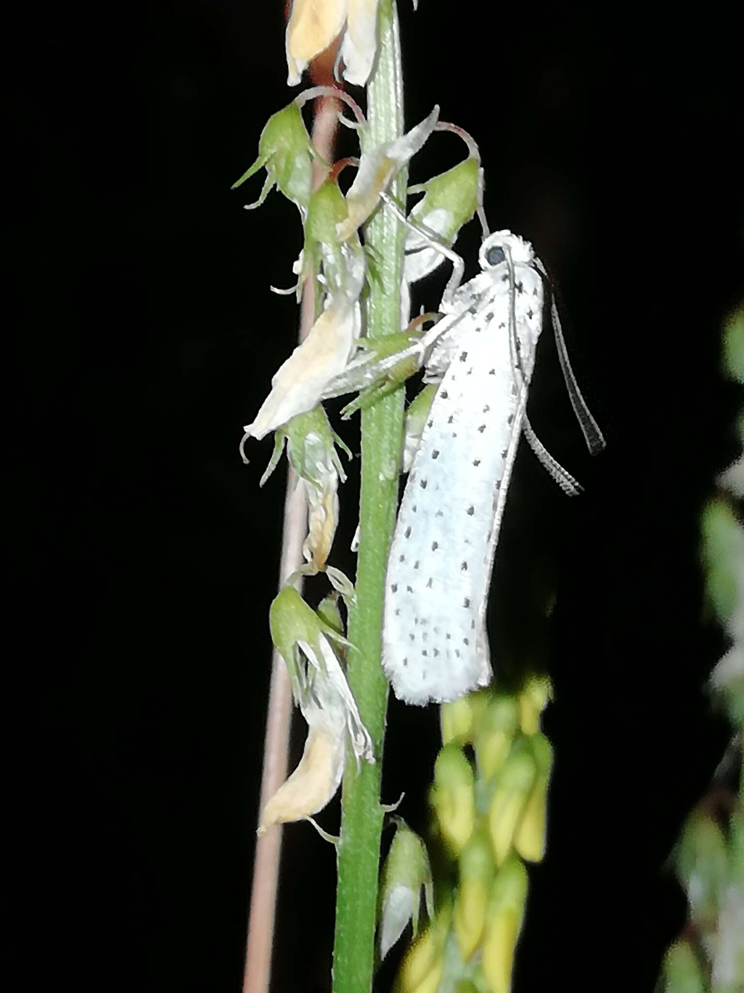 Imagem de Yponomeuta evonymella Linnaeus 1758