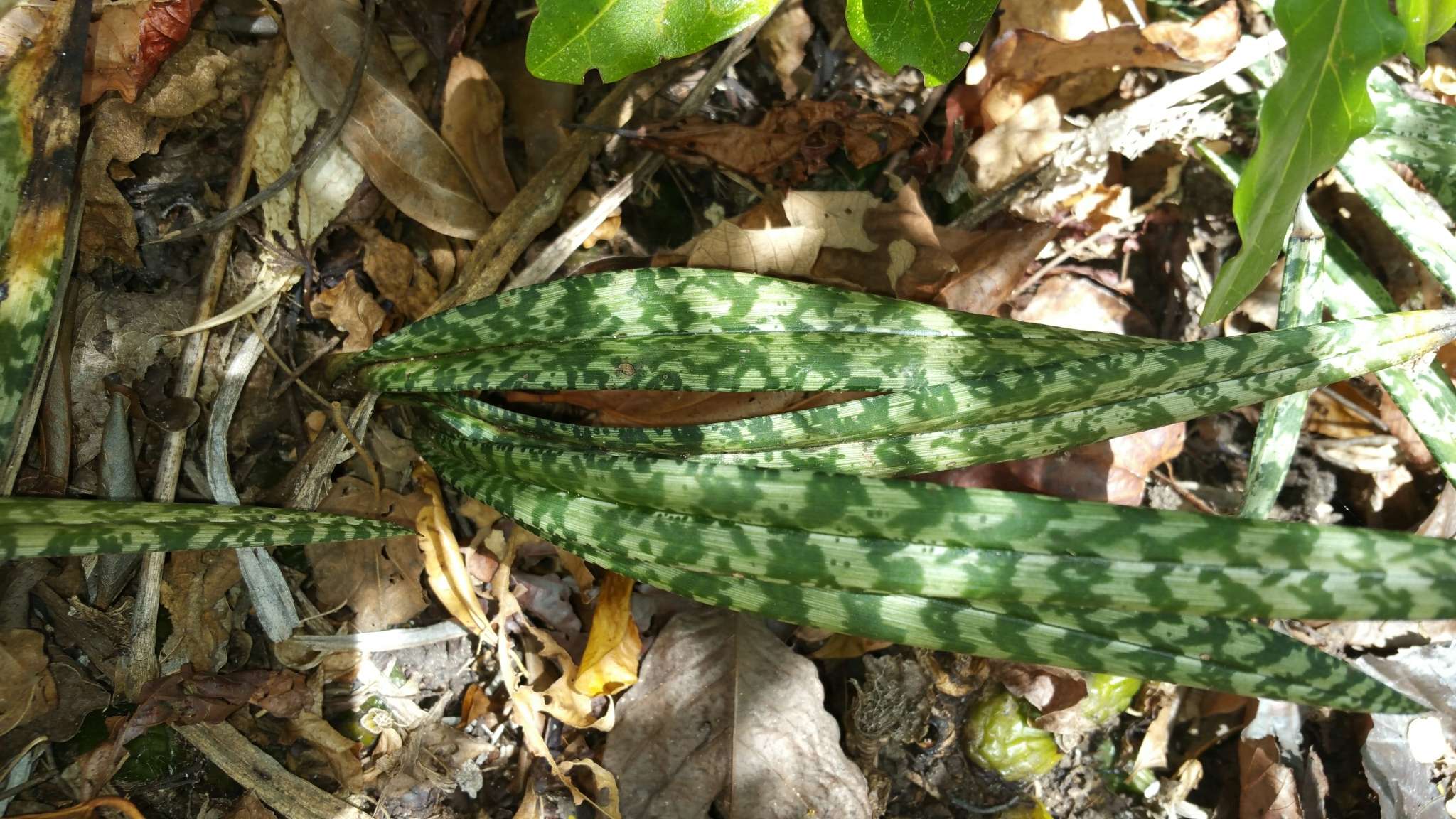 Imagem de Oeceoclades spathulifera (H. Perrier) Garay & P. Taylor