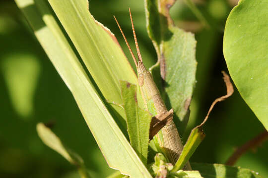 Image of Leptysmina