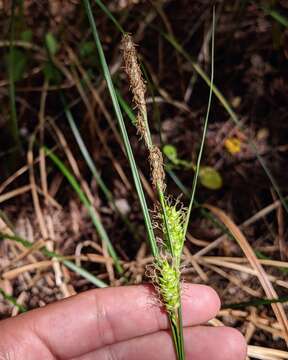 Carex striata Michx. resmi