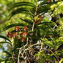 Image of Vanda limbata Blume