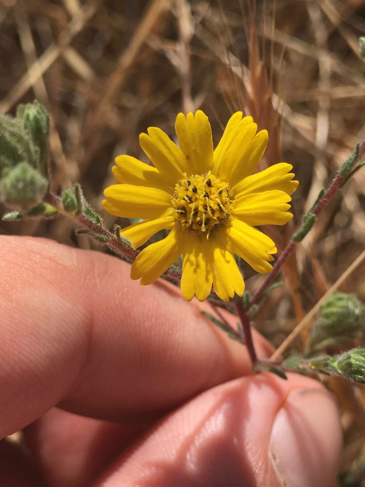 Image of grassland tarweed