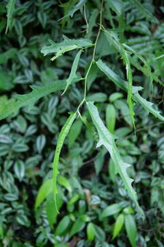 Ficus ampelas Burm. fil. resmi