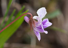 Imagem de Viola sieboldii Maxim.