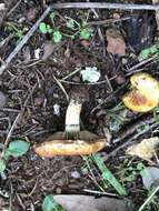 Image of Pholiota velaglutinosa A. H. Sm. & Hesler 1968