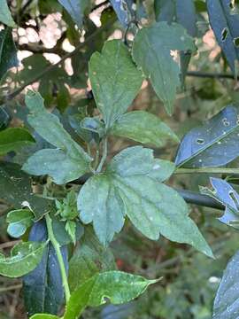 Imagem de Clematis parviloba Gardn. & Champ.