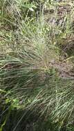 Image of California fescue