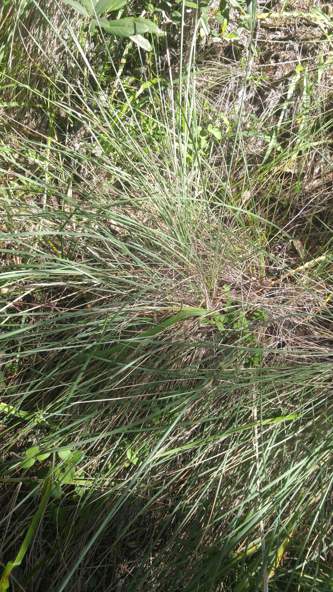 Image of California fescue