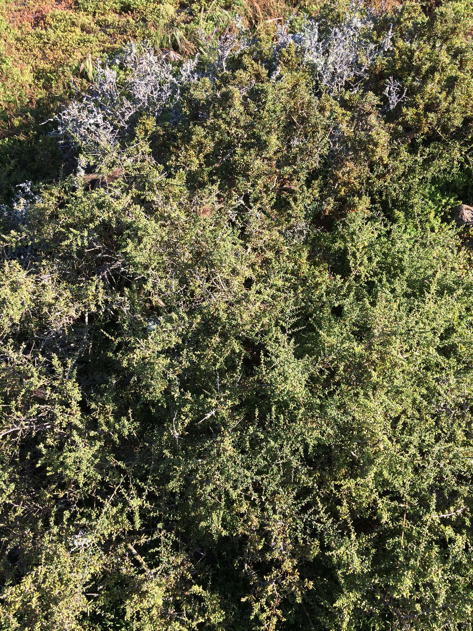 Image of California desert-thorn