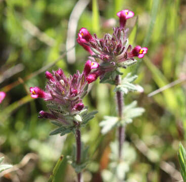 Image of broadleaf glandweed