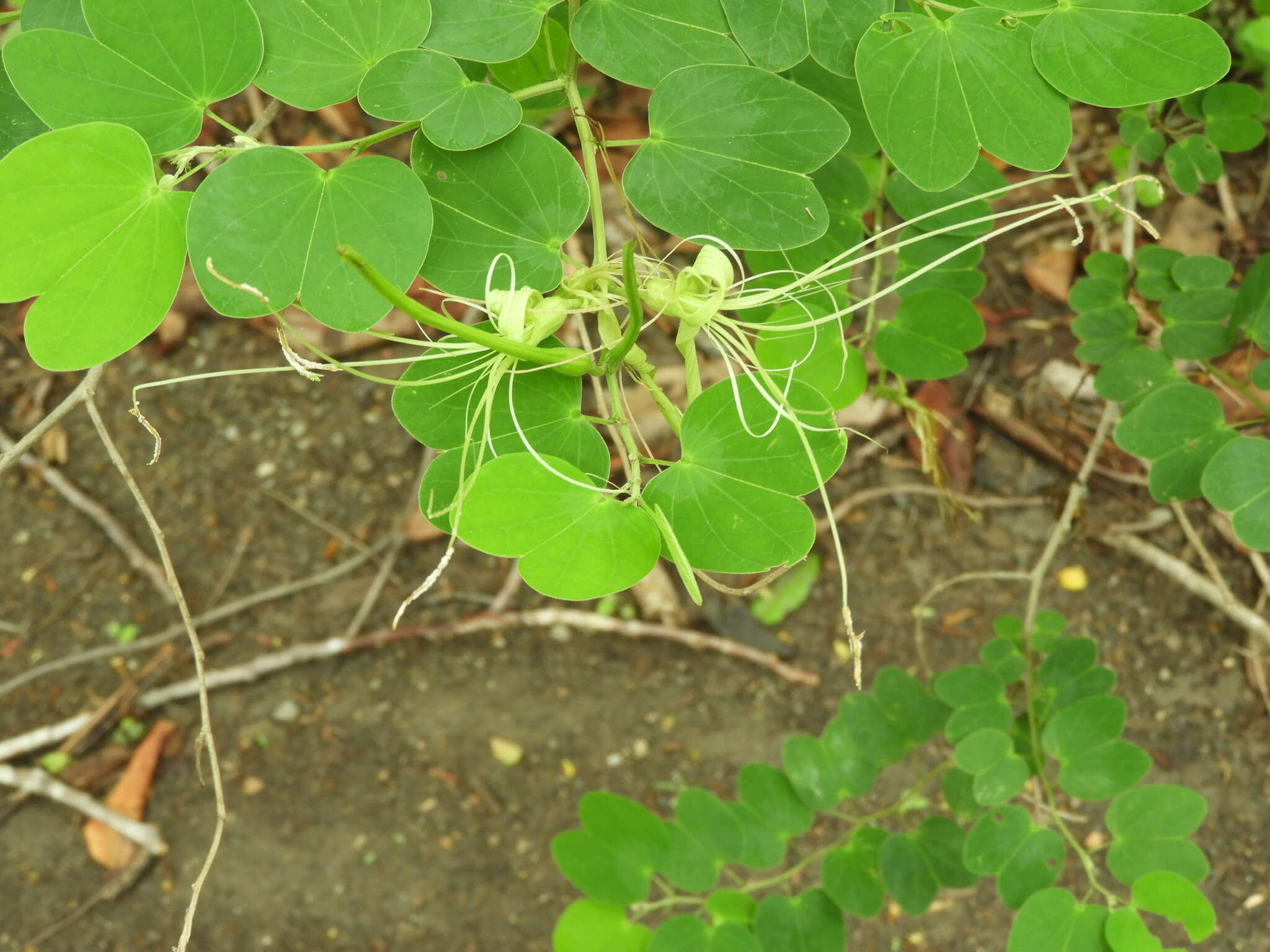 Plancia ëd Bauhinia pauletia Pers.